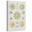 Modern Wall Art - Intricate Polycyttaria Print for Nature-Inspired Decor