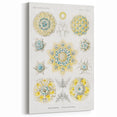 Modern Wall Art - Intricate Polycyttaria Print for Nature-Inspired Decor