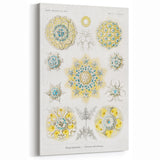 Modern Wall Art - Intricate Polycyttaria Print for Nature-Inspired Decor
