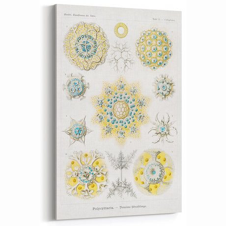 Modern Wall Art - Intricate Polycyttaria Print for Nature-Inspired Decor