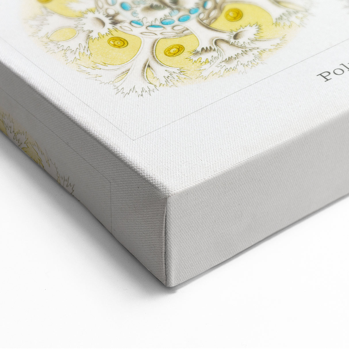 Modern Wall Art - Intricate Polycyttaria Print for Nature-Inspired Decor