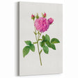 Neoclassical Agatha Rose Print - Classic Botanical Art by Redouté
