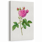Neoclassical Agatha Rose Print - Classic Botanical Art by Redouté