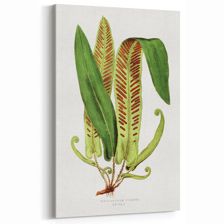 Fine Art Realism - Asplenium Vulgare Botanical Wall Art Print