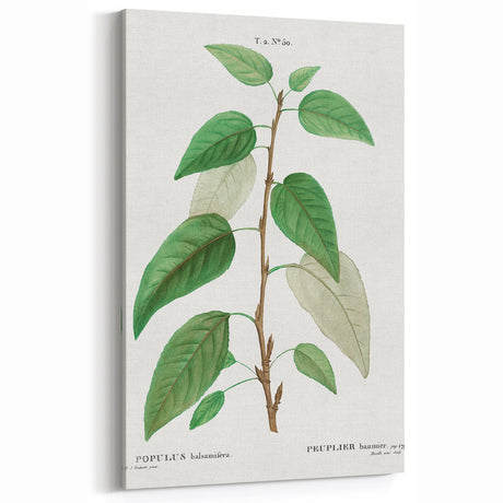Neoclassical Balsam Poplar Print - Botanical Art from French Illustration