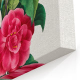 Neoclassical Camellia Narcissus Pansy Print - Floral Art by Redouté