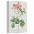 Neoclassical Cabbage Rose Print - Botanical Art by Redouté