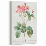 Neoclassical Cabbage Rose Print - Botanical Art by Redouté