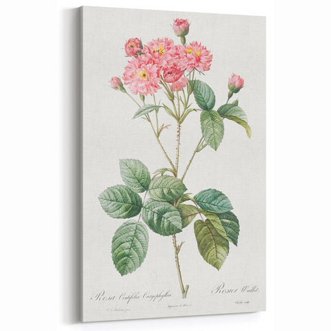 Neoclassical Cabbage Rose Print - Botanical Art by Redouté
