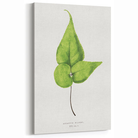 Detailed Realism Art Print - Adiantum Wilsoni Fern Botanical Illustration