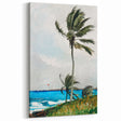 Palm Tree, Nassau Realism Art Print - Tropical Coastal Canvas Decor