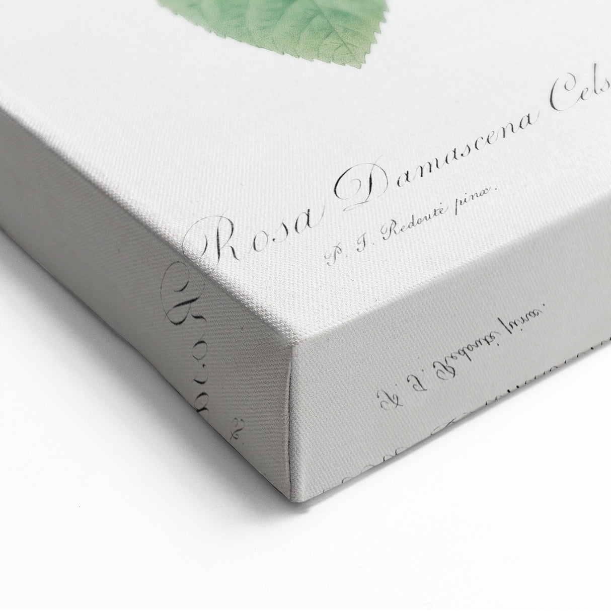 Neoclassical Celsiana Damask Rose Print - Botanical Art by Redouté