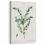 Neoclassical Creeping Willow Print - Botanical Art by Redouté