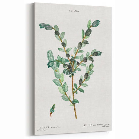 Neoclassical Creeping Willow Print - Botanical Art by Redouté
