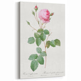 Neoclassical Crenate Cabbage Rose Print - Botanical Art by Redouté