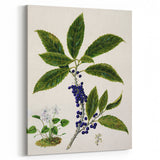 Classical Realism Plant Art - Detailed Mahoe Botanical Art Print