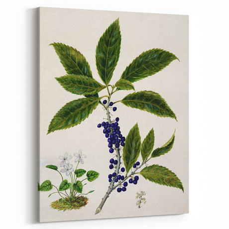 Classical Realism Plant Art - Detailed Mahoe Botanical Art Print