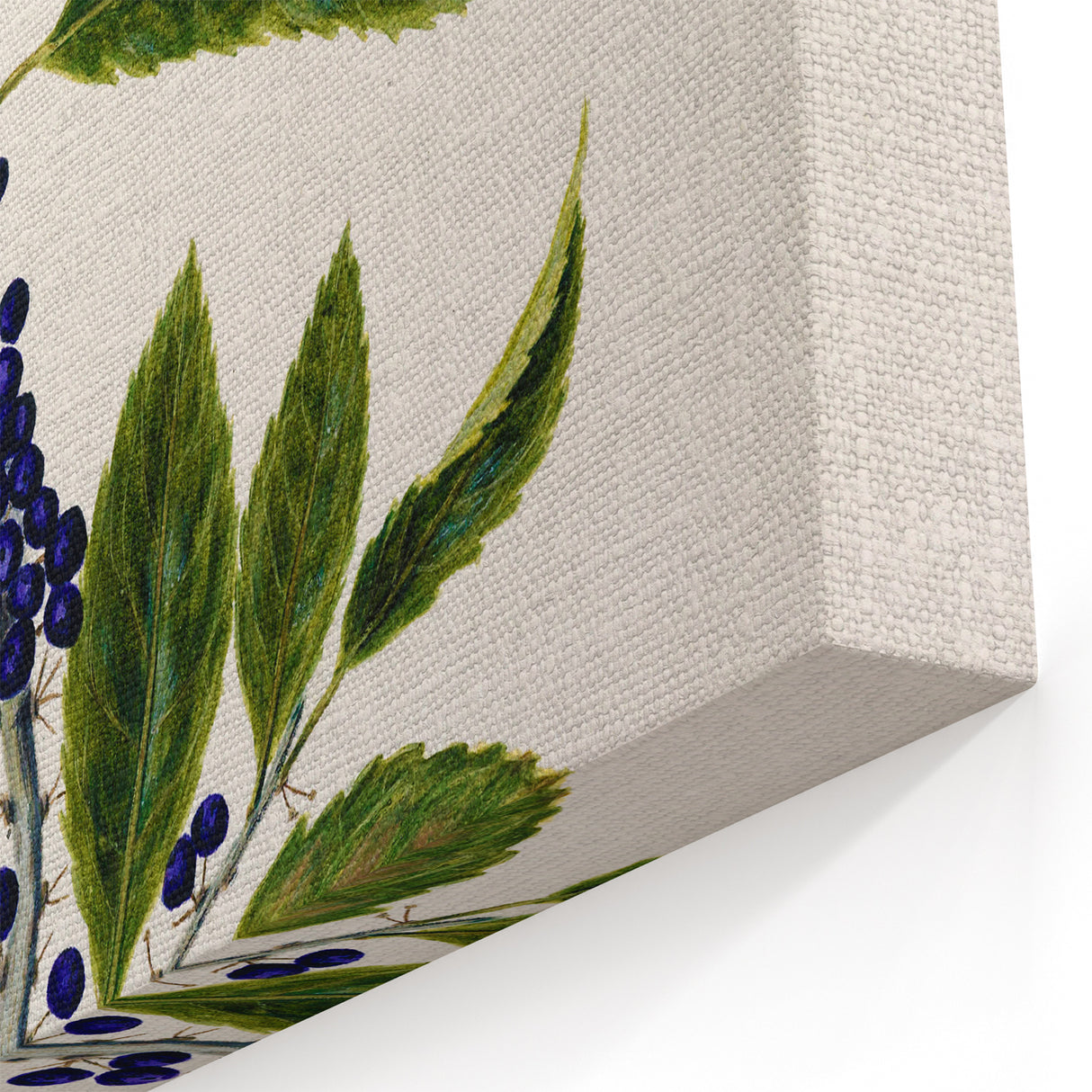 Classical Realism Plant Art - Detailed Mahoe Botanical Art Print