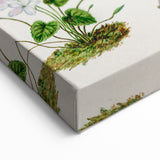 Classical Realism Plant Art - Detailed Mahoe Botanical Art Print