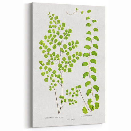 Fine Art Realism Print - British Ferns by Edward J. Lowe - Elegant Wall Art