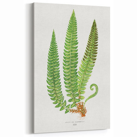 Realistic Fern Art Print - Aspidium Lonchitis by E.J. Lowe - Elegant Wall Decor