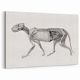Anatomical Art Print - Tiger Body Dissection by George Stubbs - Detailed Scientific Illustration