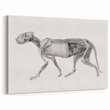 Anatomical Art Print - Tiger Body Dissection by George Stubbs - Detailed Scientific Illustration