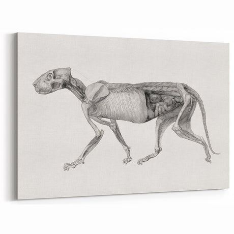Anatomical Art Print - Tiger Body Dissection by George Stubbs - Detailed Scientific Illustration