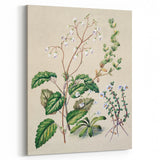 Classical Realism Botanical Art Print - Calceolaria & Mazus