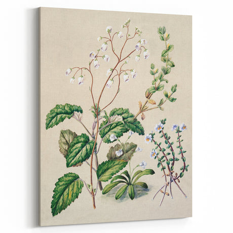 Classical Realism Botanical Art Print - Calceolaria & Mazus