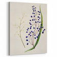 Botanical Realism Art Print - Ink Plant (Dianella Intermedia