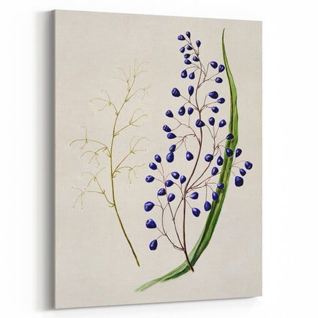 Botanical Realism Art Print - Ink Plant (Dianella Intermedia