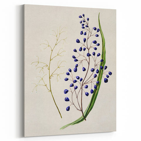 Botanical Realism Art Print - Ink Plant (Dianella Intermedia