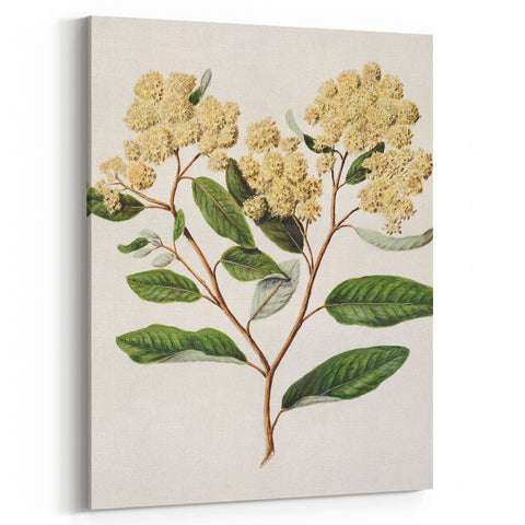 Classical Realism Botanical Art Print - Kumarahou Flower Study