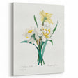 Neoclassical Art Print: Double Daffodil by Redouté - Botanical Wall Decor