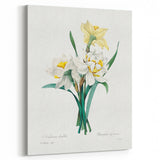 Neoclassical Art Print: Double Daffodil by Redouté - Botanical Wall Decor