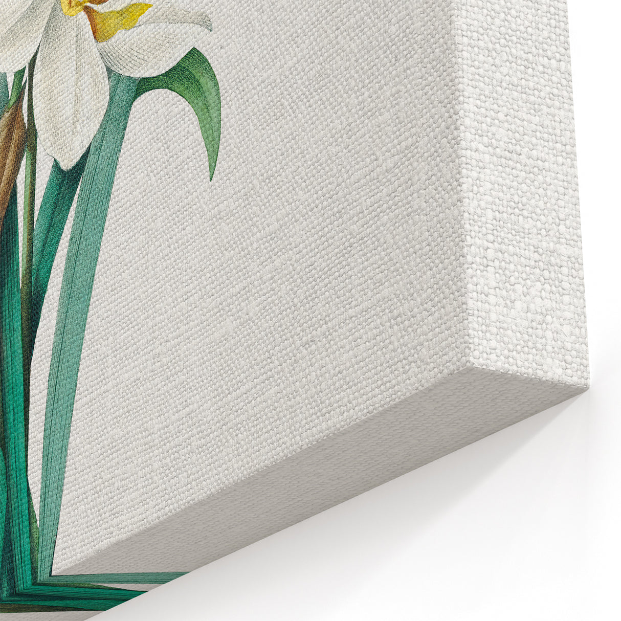 Neoclassical Art Print: Double Daffodil by Redouté - Botanical Wall Decor