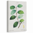 Neoclassical Art Print: Eared Willow by Redouté - Botanical Wall Art
