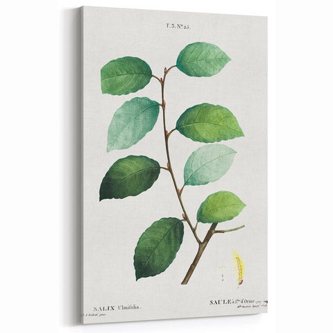 Neoclassical Art Print: Eared Willow by Redouté - Botanical Wall Art
