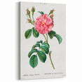 Neoclassical Art Print: Ever-blowing Rose by Redouté - Botanical Wall Art