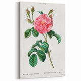 Neoclassical Art Print: Ever-blowing Rose by Redouté - Botanical Wall Art