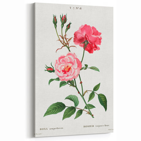 Neoclassical Art Print: Ever-blowing Rose by Redouté - Classic Floral Art