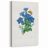 Neoclassical Art Print of Gentiana Acaulis by Redouté - Classical Style