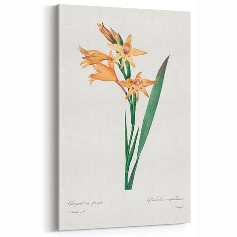 Neoclassical Art Print of Gladiolus by Redouté - Classical Style Decor