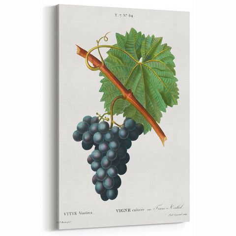 Neoclassical Art Print of Grape Vine by Redouté - Botanical Wall Art