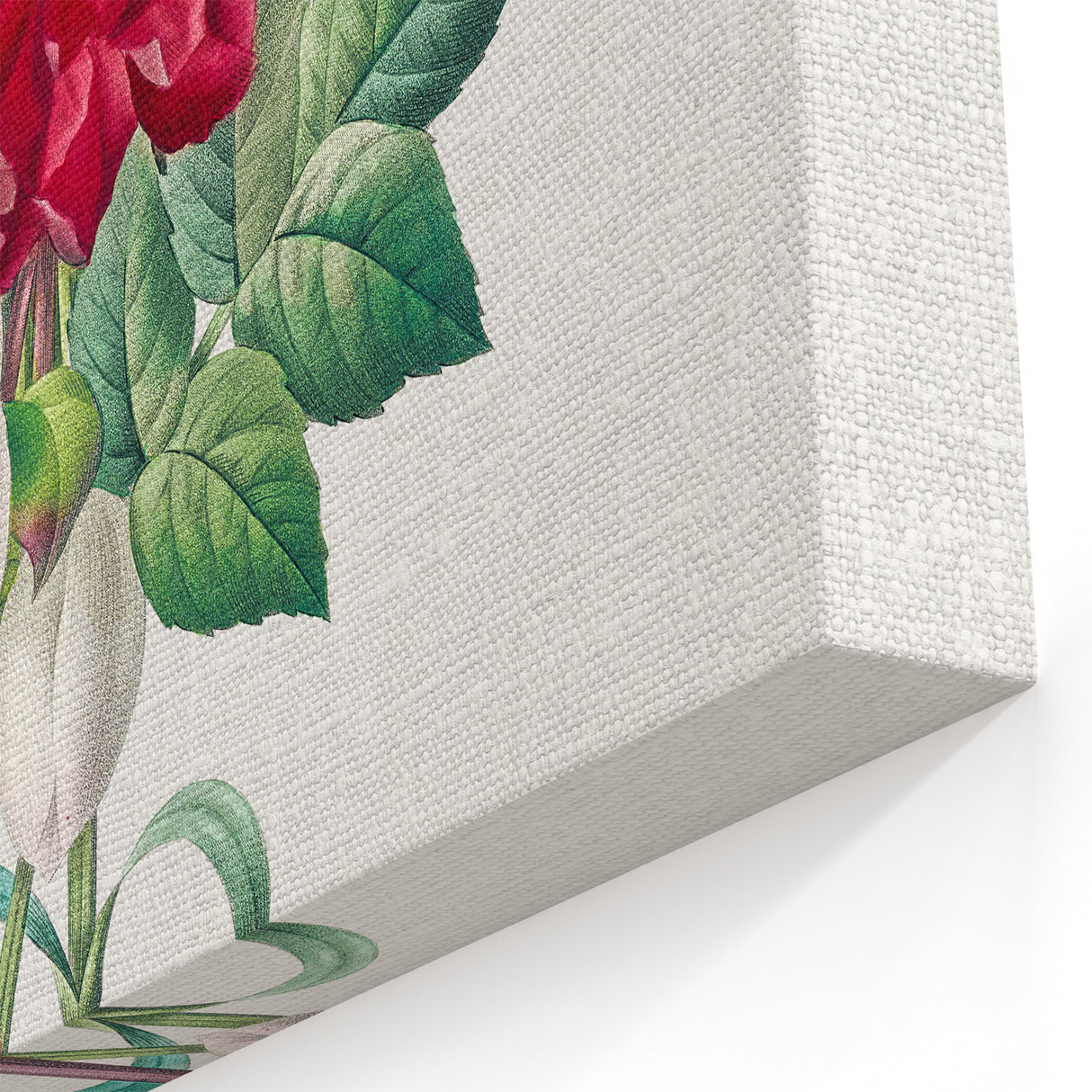 Neoclassical Art Print of Hellebore and Oeillet by Redouté - Floral Decor