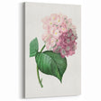 Neoclassical Art Print of Hydrangea by Redouté - Botanical Floral Decor