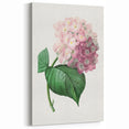 Neoclassical Art Print of Hydrangea by Redouté - Botanical Floral Decor
