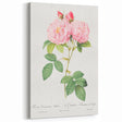 Neoclassical Art Print of Italian Damask Rose by Redouté - Floral Decor