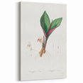 Neoclassical Botanical Print: Kaempferia Longa by Redouté - Elegant Decor